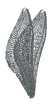 Beetle Wings