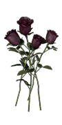 Black Rose