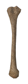 Bone