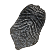 Carapace d'Insecte