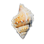 Conch Shell