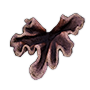 Coral Fragment
