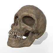 Intact Skull