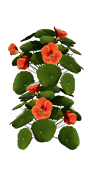 Lifeleaf