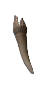 Mimic Tooth