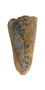 Moldy Bread