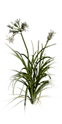 Phantom Flower