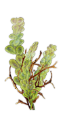 Saltvine