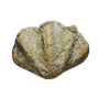 Seashell