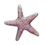 Starfish