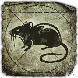 Rat